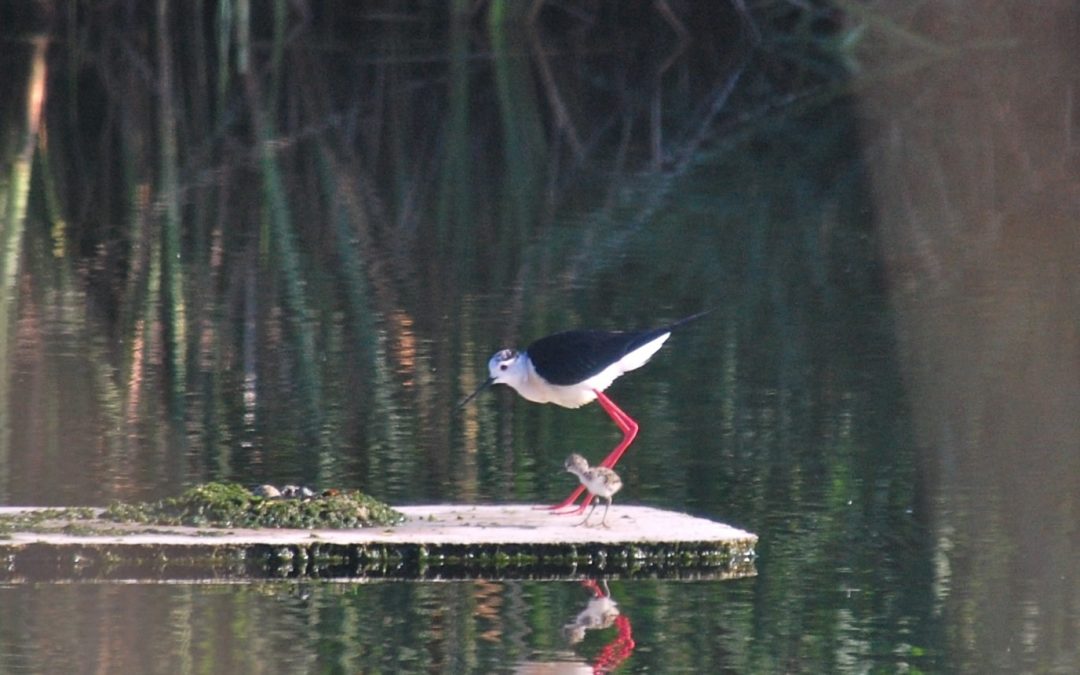 Centenars d’aus inicien el periode de cria al Paisatge Protegit de la Desembocadura del riu Millars