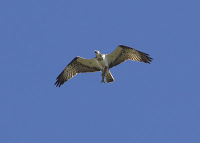 Milers d’aus en migració han triat la desembocadura del Millars per a descansar durant la darrera tardor