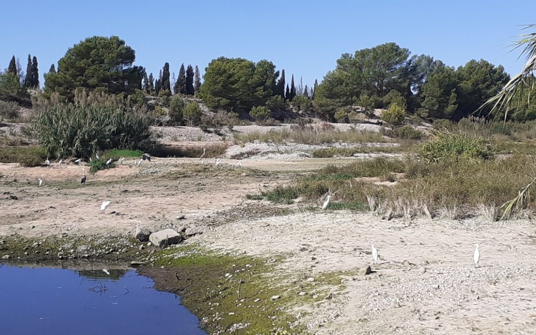 El Paisatge Protegit de la Desembocadura del riu Millars perd el cabal ecològic després de 4 mesos portant aigua fins a la Mediterrània de forma ininterrompuda