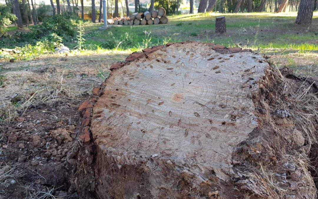 El servei de manteniment del Consorci riu Millars retira del paratge del Termet els pins caiguts i afectats per la plaga del Tomicus destruens