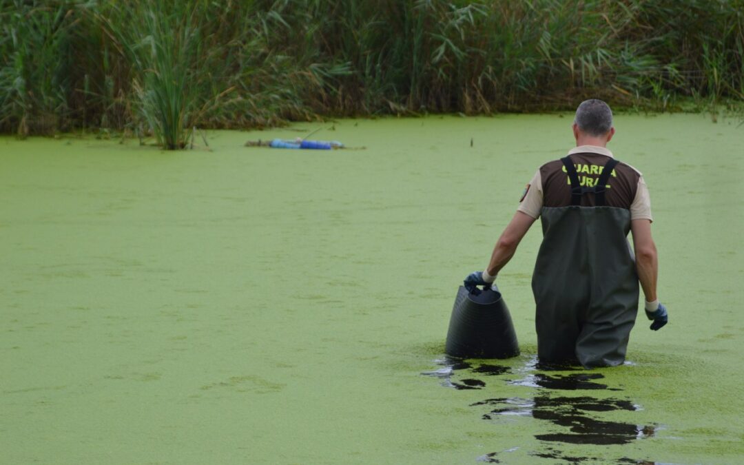 El Consorci gestor del Paisatge Protegit de la Desembocadura del riu Millars continua amb la campanya de seguiment i control de tortugues d’aigua dolça