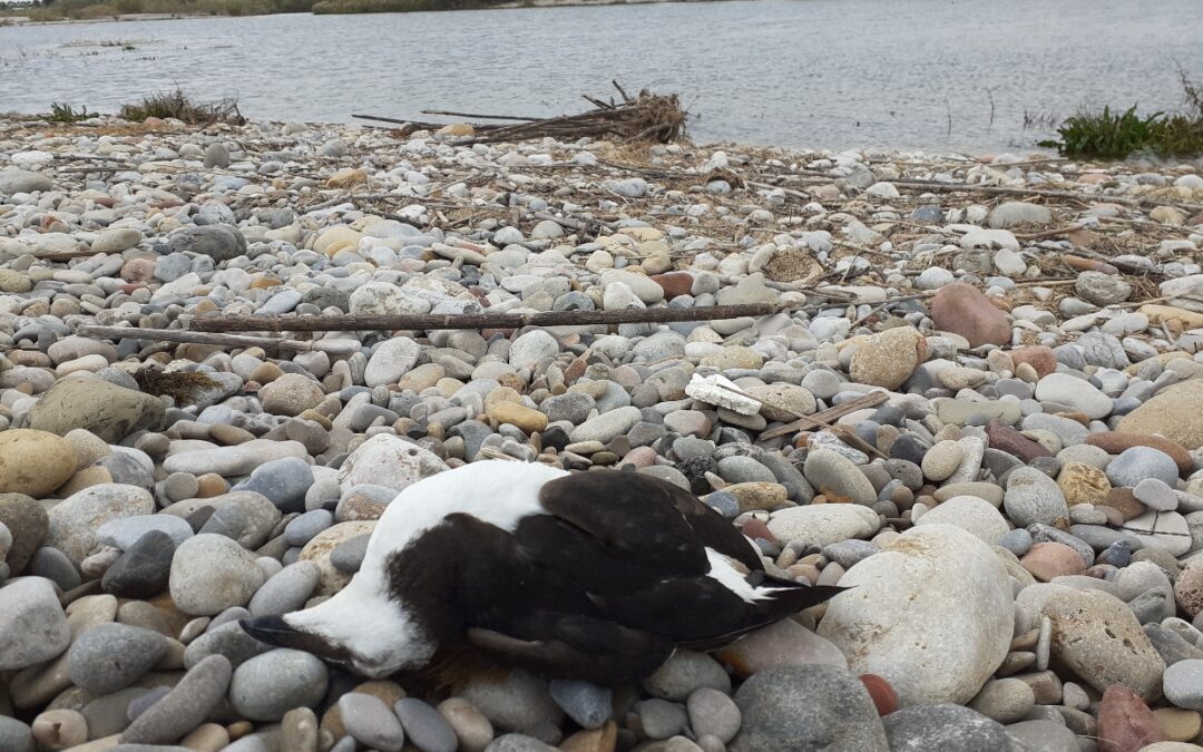 Apareixen cinc cauets morts a la platja de les Goles del Paisatge Protegit de la Desembocadura del riu Millars