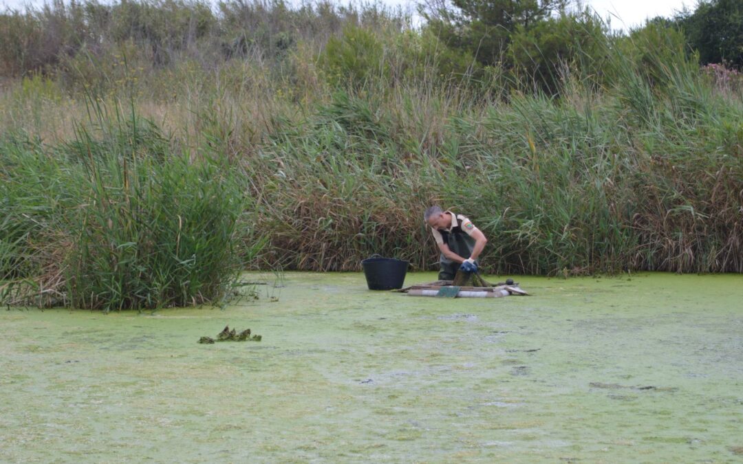 El Consorci del Paisatge Protegit de la Desembocadura del riu Millars interromp la campanya de seguiment i control de tortugues per l’estivació dels rèptils
